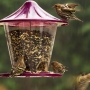 The gathering place for the Pine Siskin in the backyard. Exposure: ISO 400, f/4.5, 1/125 second, -2/3-stop Exposure Compensation